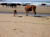 beach cows and calf